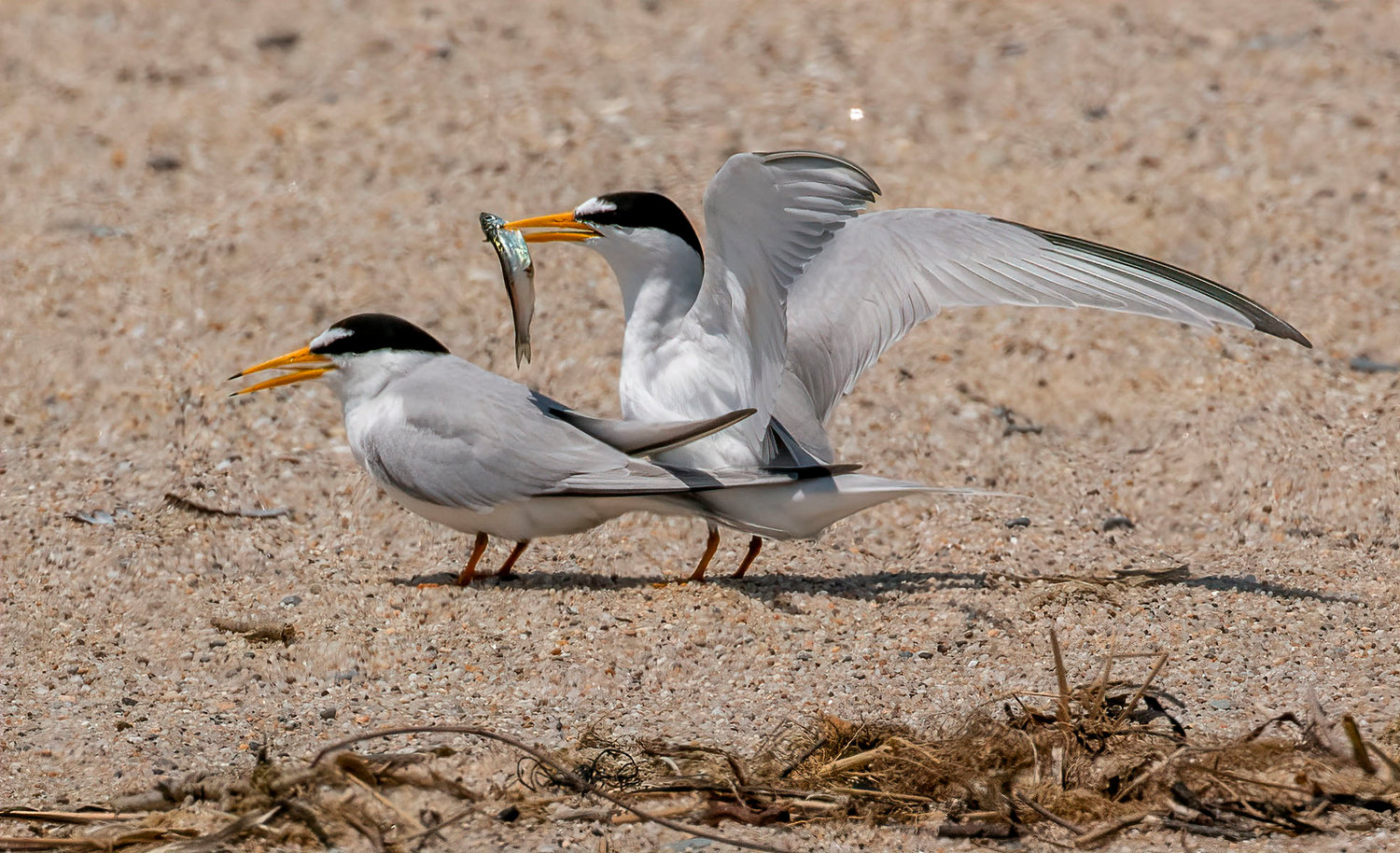 Good provider: a Least Tern arrives with a fish dinner for his mate.