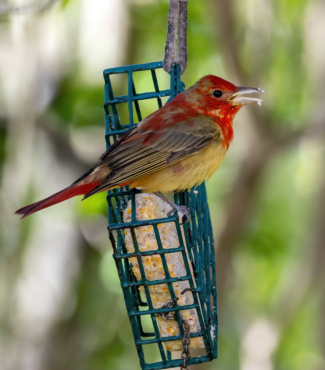 Summer Tanagers are complete migrants, spending winters between southern Mexico and mid-South America. They breed in the southeastern United States as far north as southern Iowa.