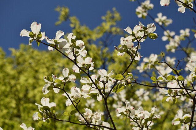 A flowering dogwood tree in bloom