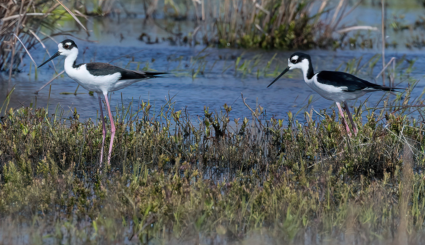 These two Black necked Stilts were a Bird-a-thon highlight this weekend.