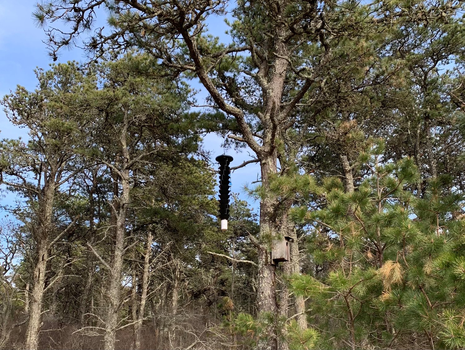 The Nantucket Conservation Foundation set up three traps for the beetles this spring, at Head of the Plains, on Wannacomet Water Company property and at Gardner Farm.