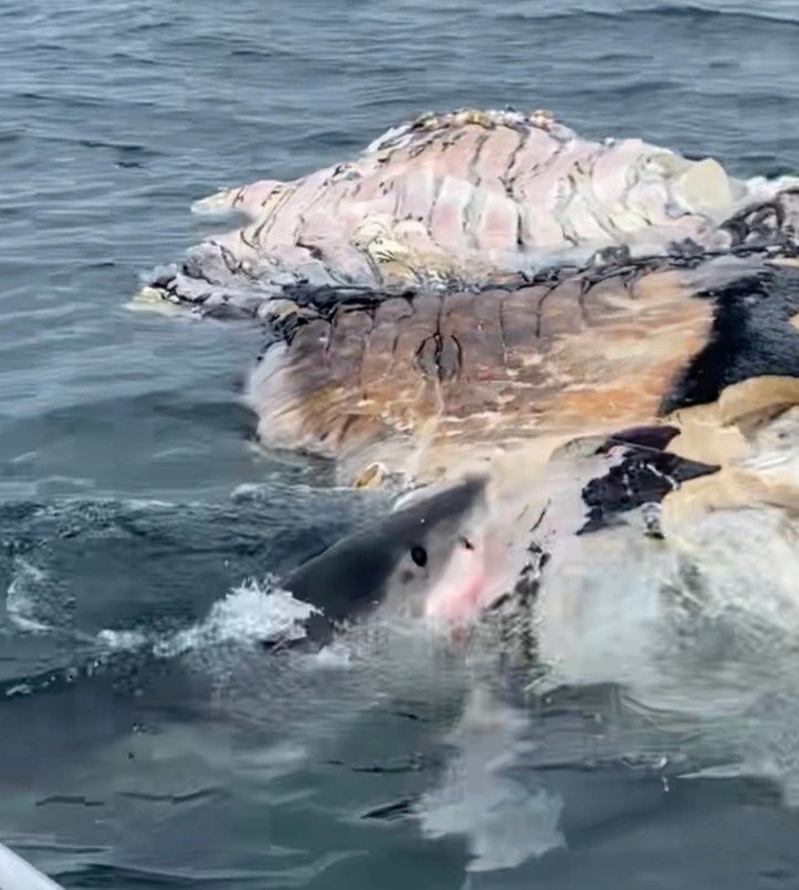 A shark feeding on a dead humpback whale in Madaket Harbor Wednesday.