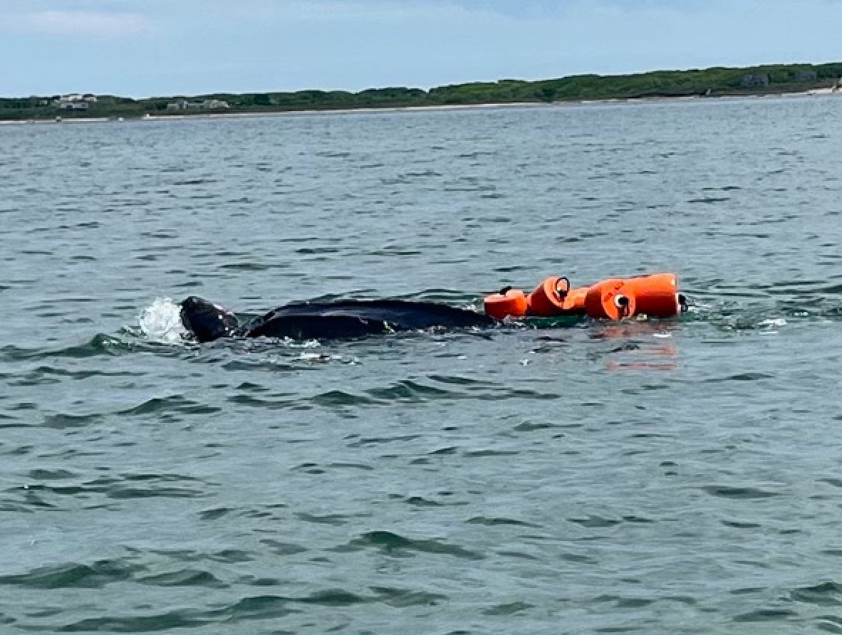 This seven-foot leatherback sea turtle was entangled in buoys and line Saturday near Head of the Harbor.