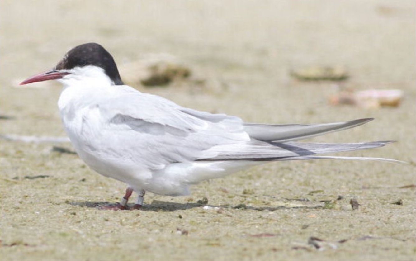Short legs and long wings distinguish the Arctic Tern from other species.