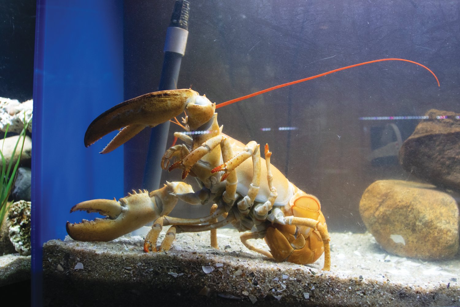 This rare orange lobster has become the Maria Mitchell Aquarium’s mascot. It is estimated to be about 25 years old.
