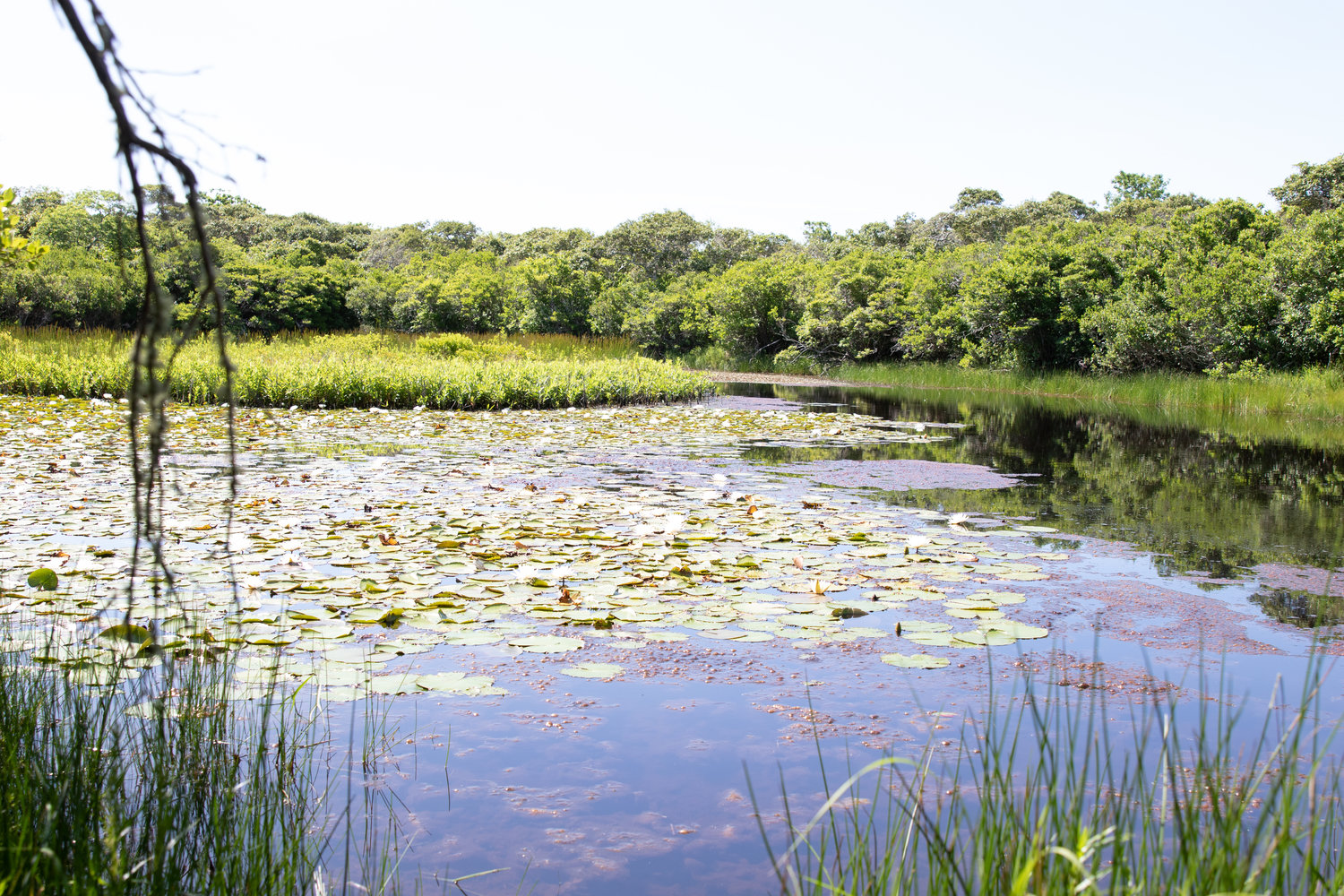A water-lily covered pond along the Nantucket Conservation Foundation walk to Altar Rock led by Neil Foley.