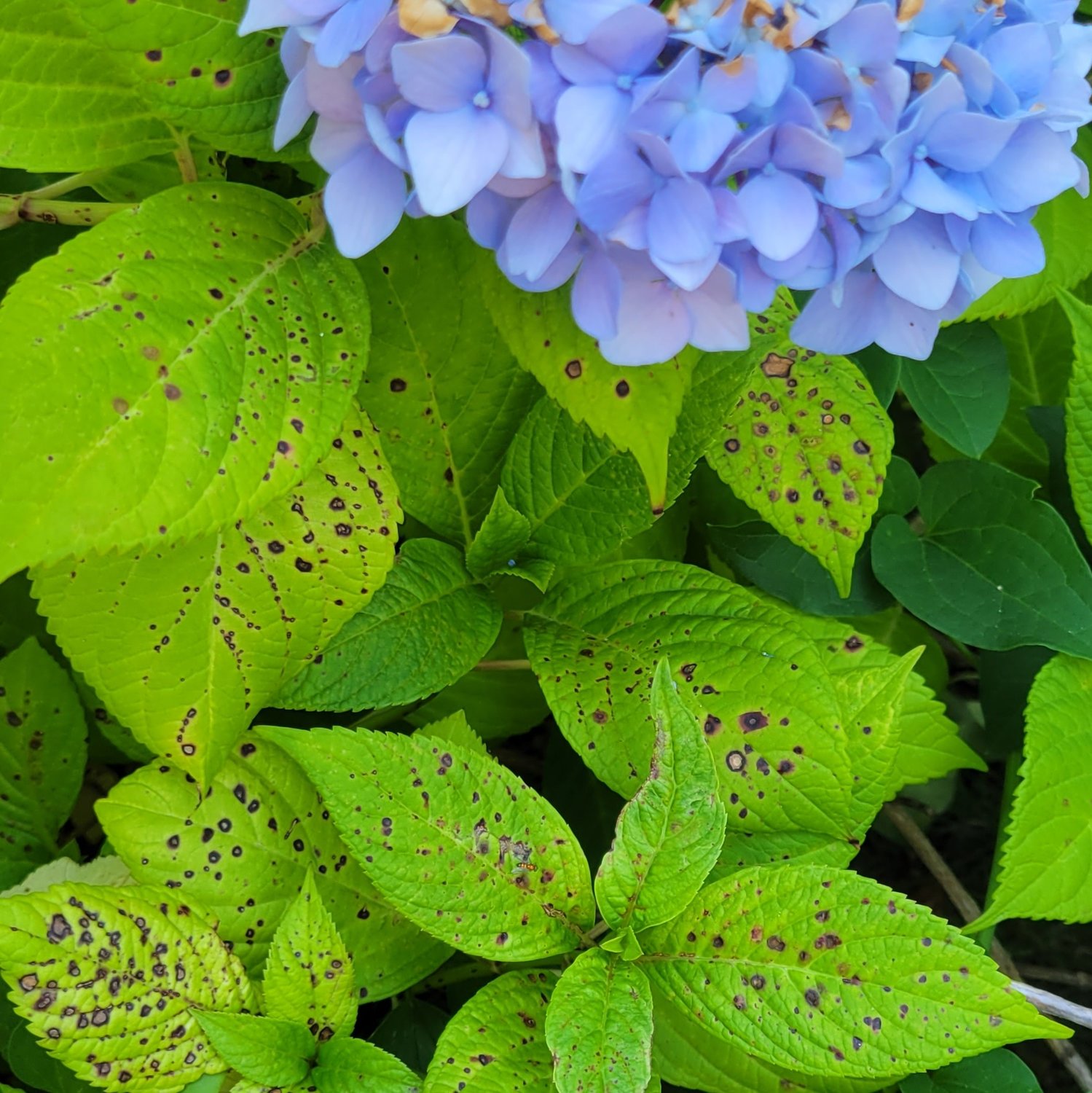 Leaf spot disease might not cause long-term harm to hydrangeas, but the bright green foliage covered with small, dark spots is certainly unsightly.