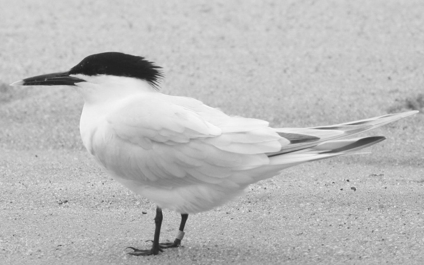 A Sandwich Tern like this one was seen at Great Point last Wednesday.