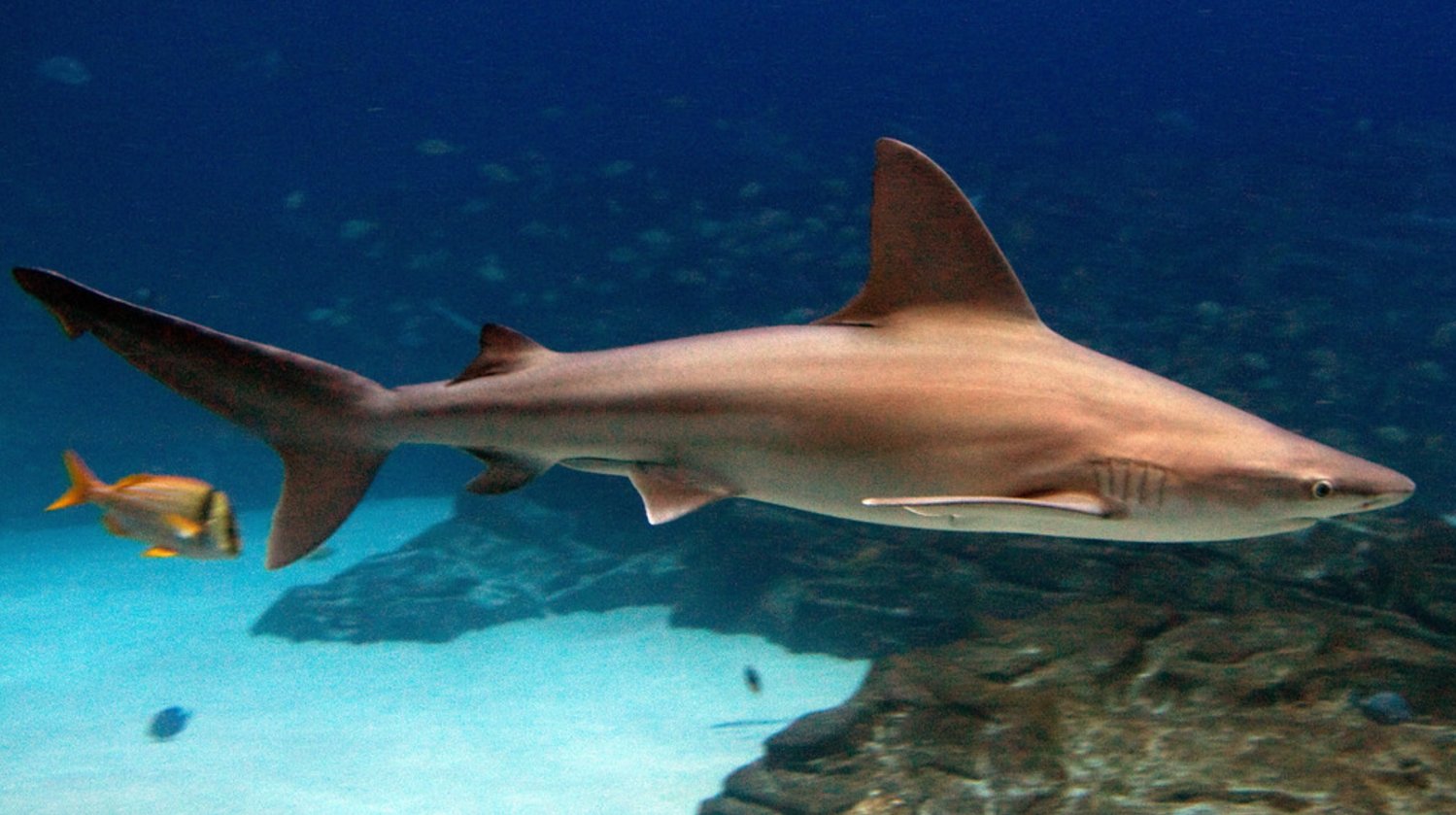 Sandbar sharks like this one are commonly found in Nantucket waters.