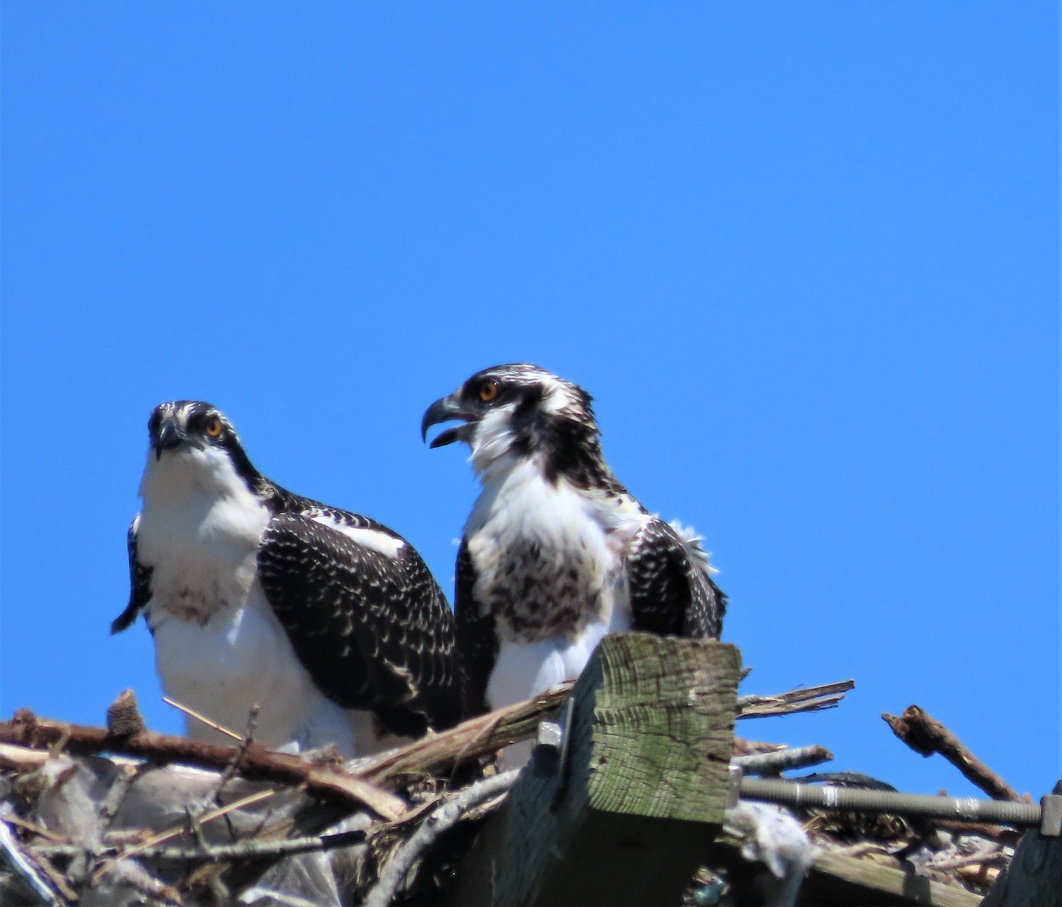 Young Ospreys have started fledging, but still wait in the nest for dinner; parental handouts are still arriving.