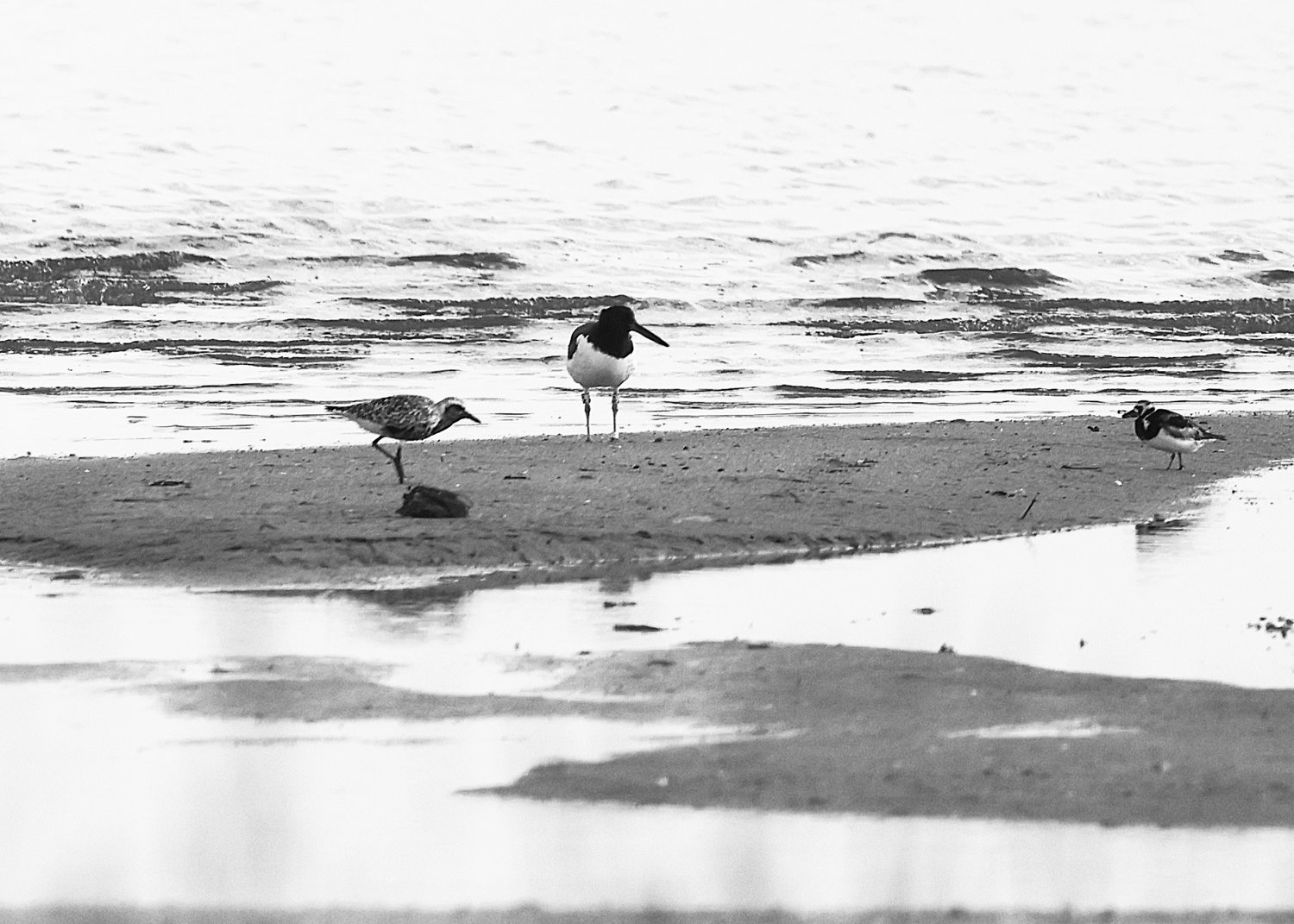 A Black-bellied Plover, left, with an immature American Oystercatcher, contemplate a Ruddy Turnstone at Eel Point's "bathtub" area on Friday.