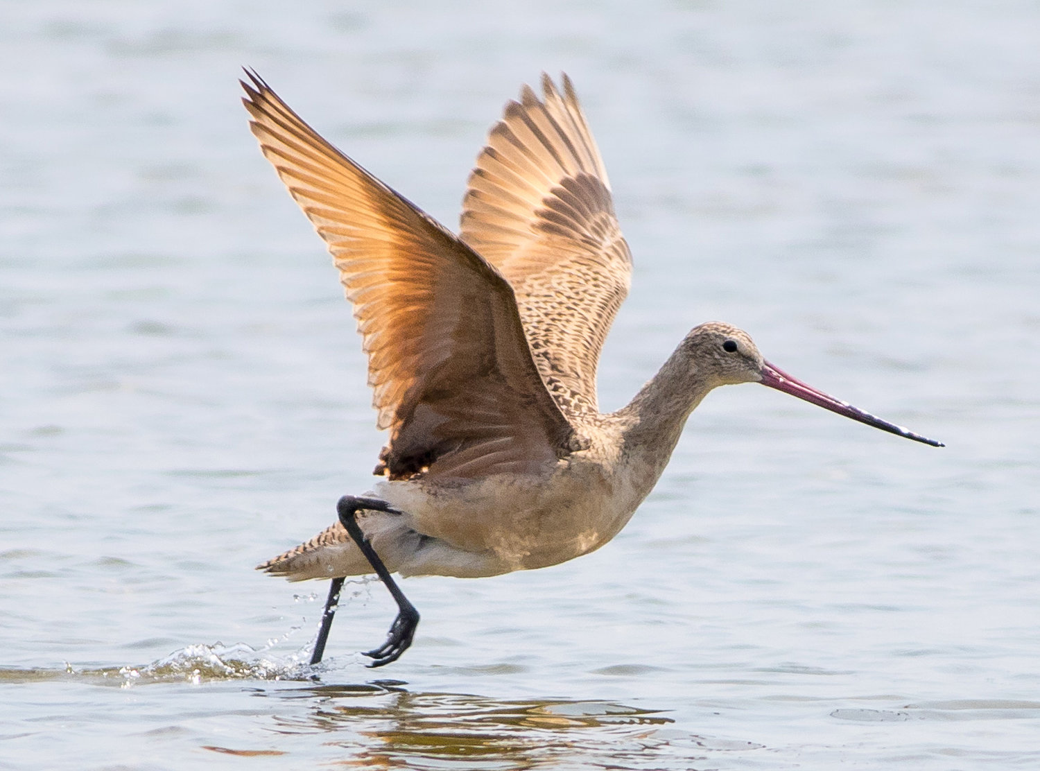 Two Marbled Godwits like this one delighted observers at Smith's Point on Friday.