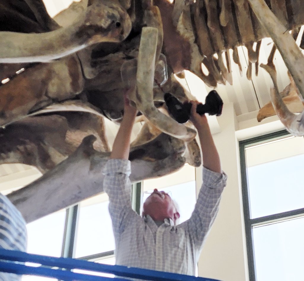 Charley Potter, marine mammals collections manager at the Smithsonian Institution, take a bone sample from the whale skeleton at Nantucket High School Saturday.