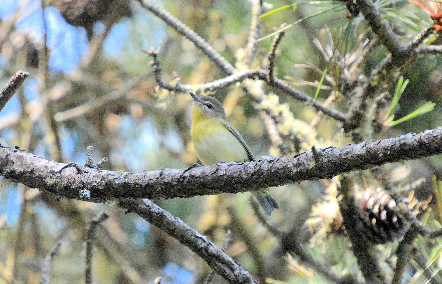 The Philadelphia Vireo is a demure bird that nests in forests from Maine to Newfoundland.
