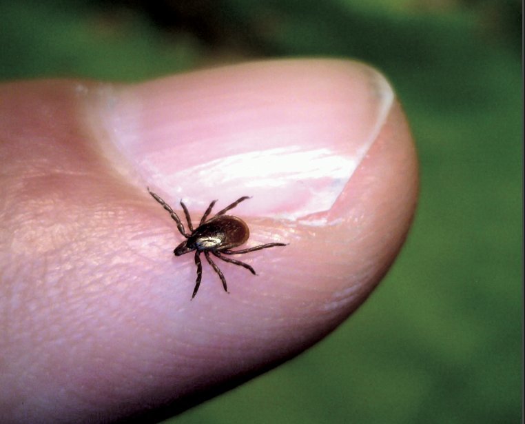 The deer tick, a carrier of Lyme disease.