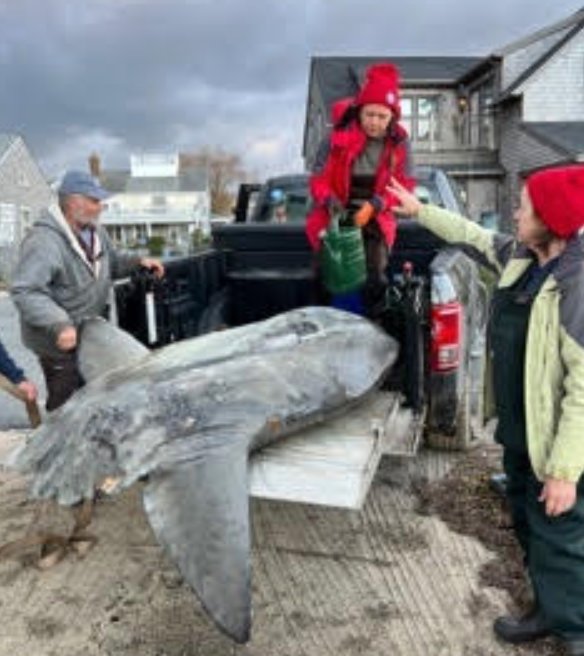 Members of the Marine Mammal Alliance Nantucket rescued an ocean sunfish from the shallow waters of the inner harbor Friday.