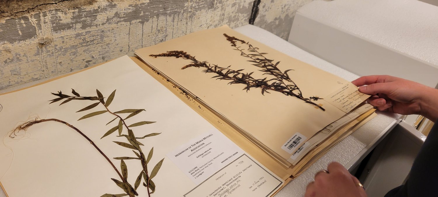 Plant specimens in the Maria Mitchell Association herbarium.