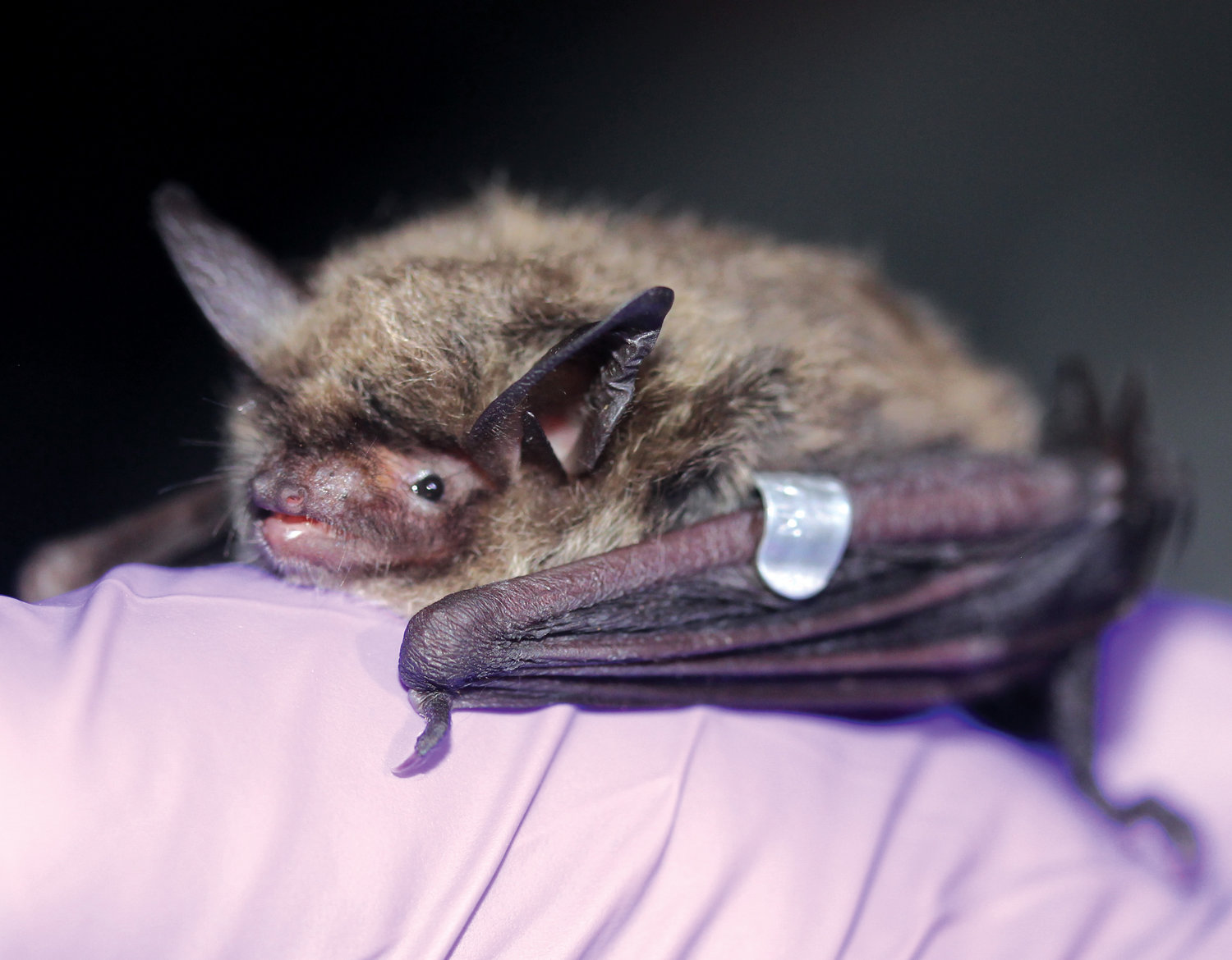 The northern long-eared bat has been re-classified from a threatened species to an endangered species.