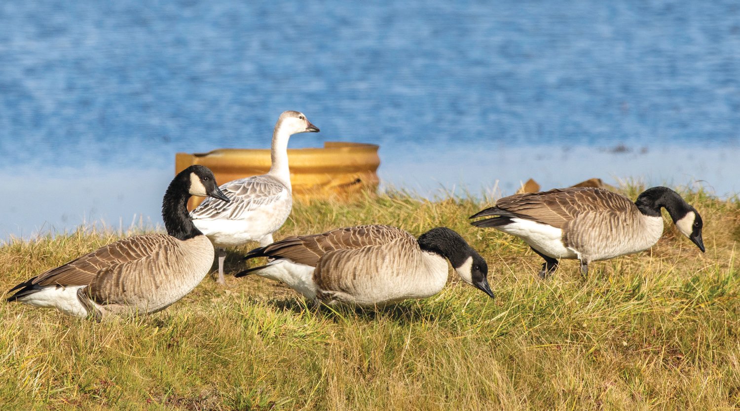 A snow goose (center) is seen mingling with Canada Geese at Milestone Bog.
