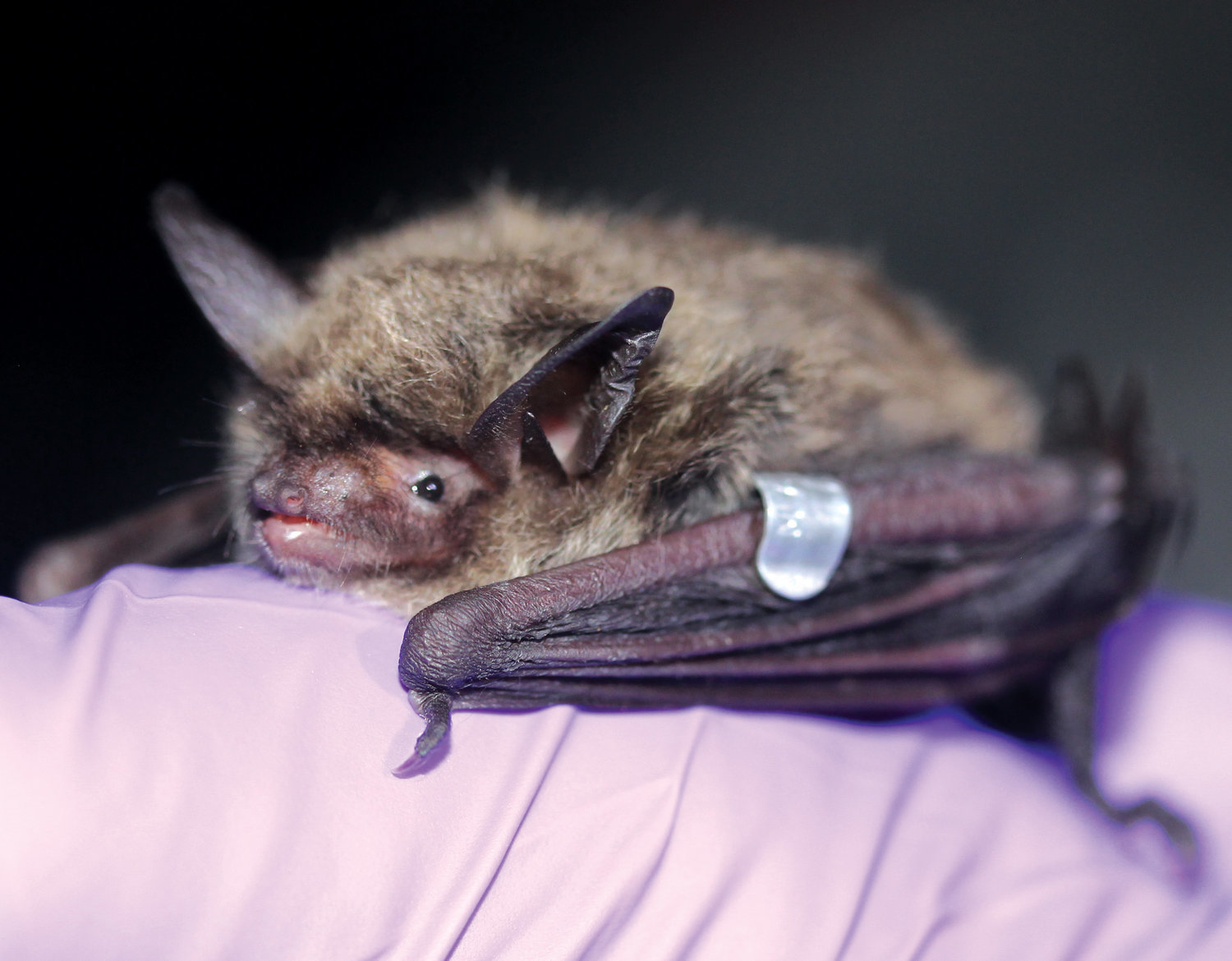 The northern long-eared bat has been declared an endangered species.