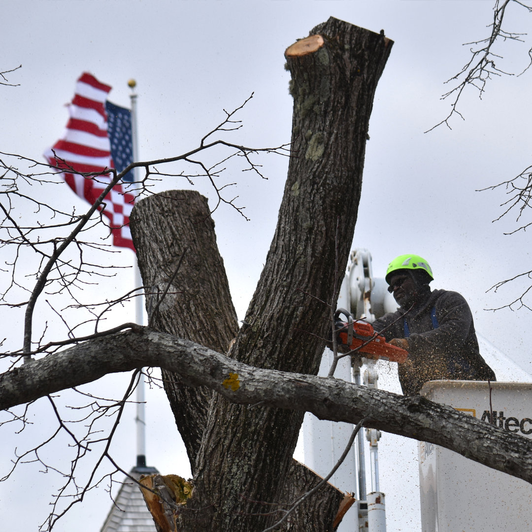 Town arborist Dale Gary works to take down a 170-year-old elm tree on Easton Street Tuesday.
