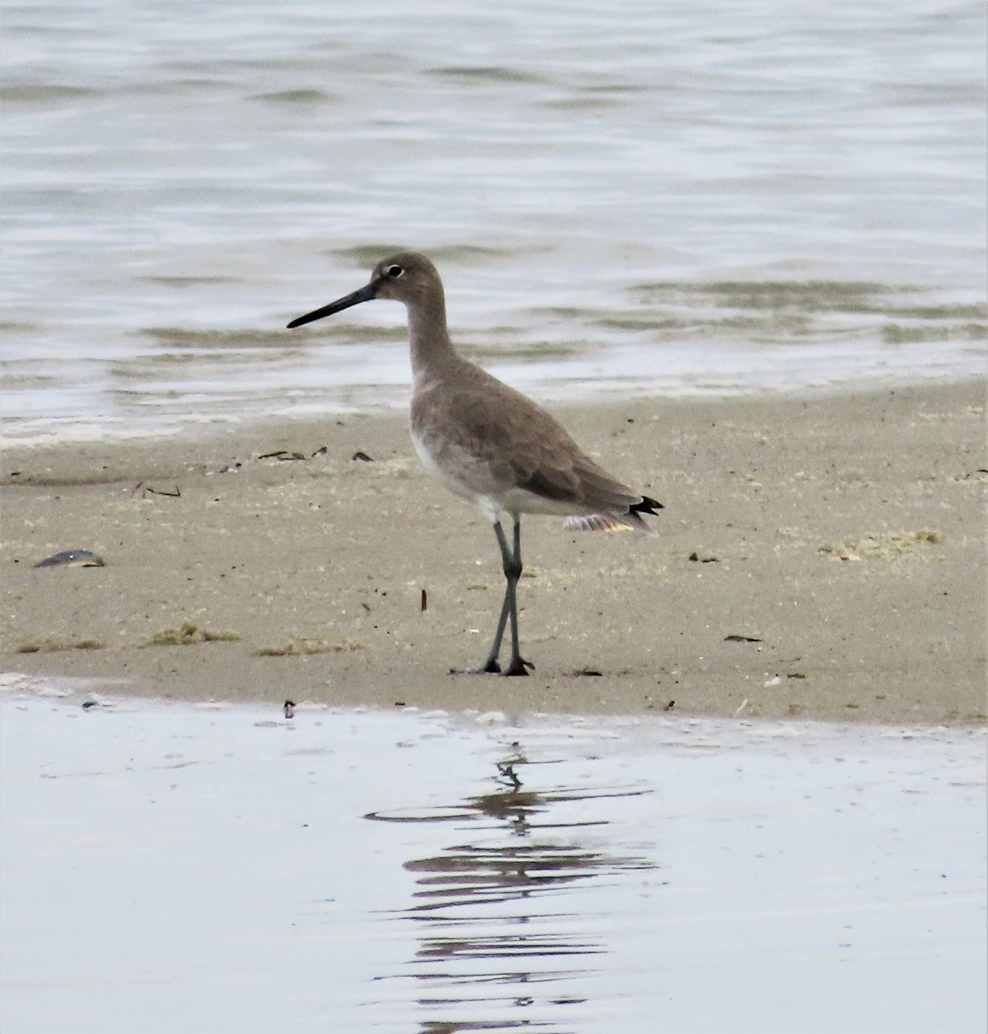 This Western Willet was a surprise at the Harbor Flats Jan. 25.