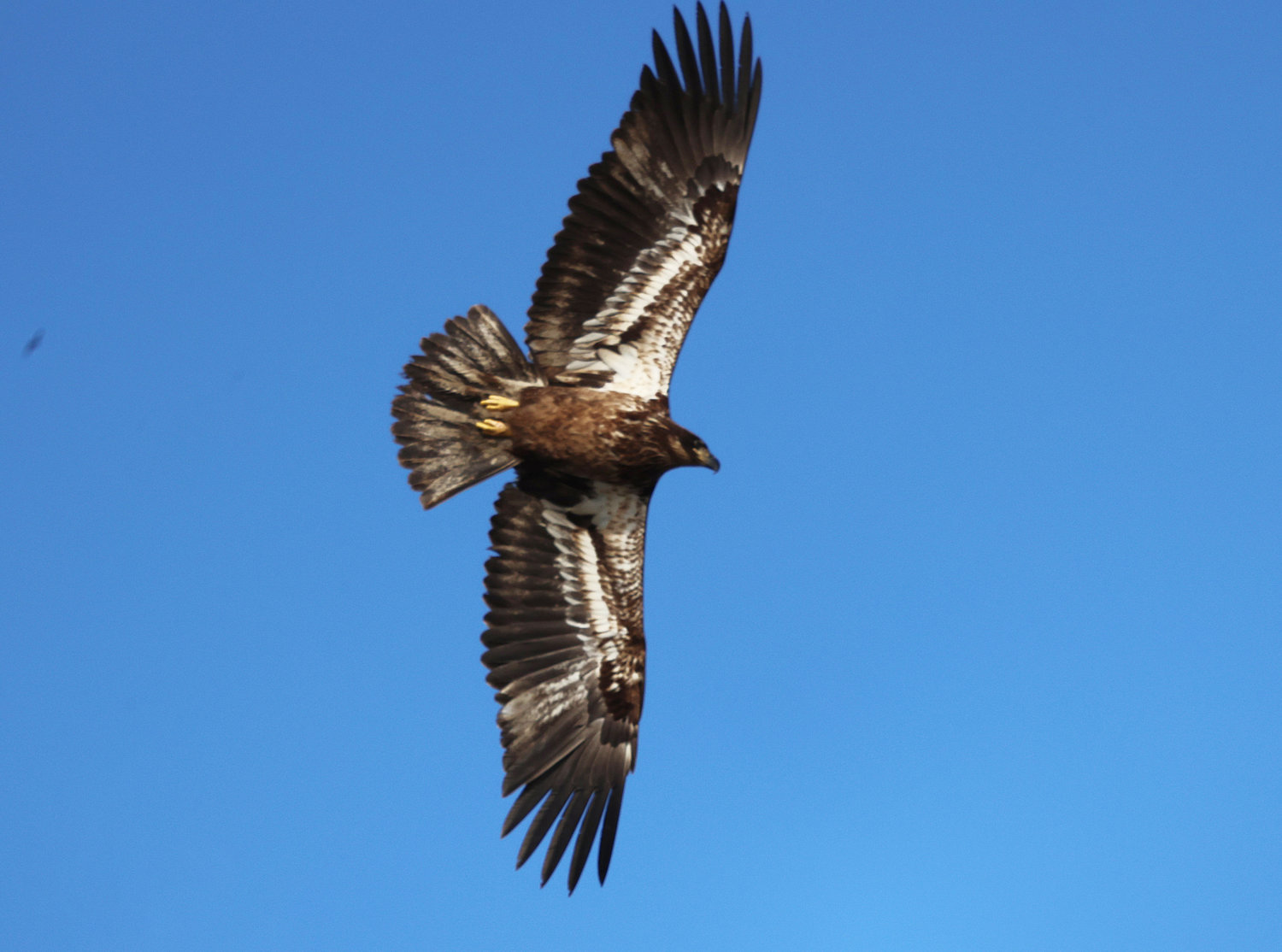 This young Bald Eagle was seen over Quidnet last Wednesday.
