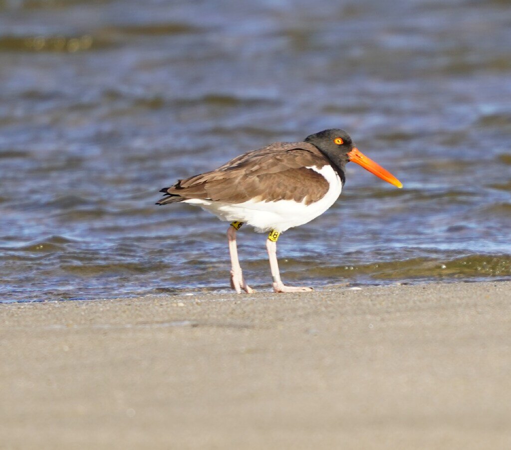 An American Oystercatcher like this unexpectedly appeared at Eel Point last week.