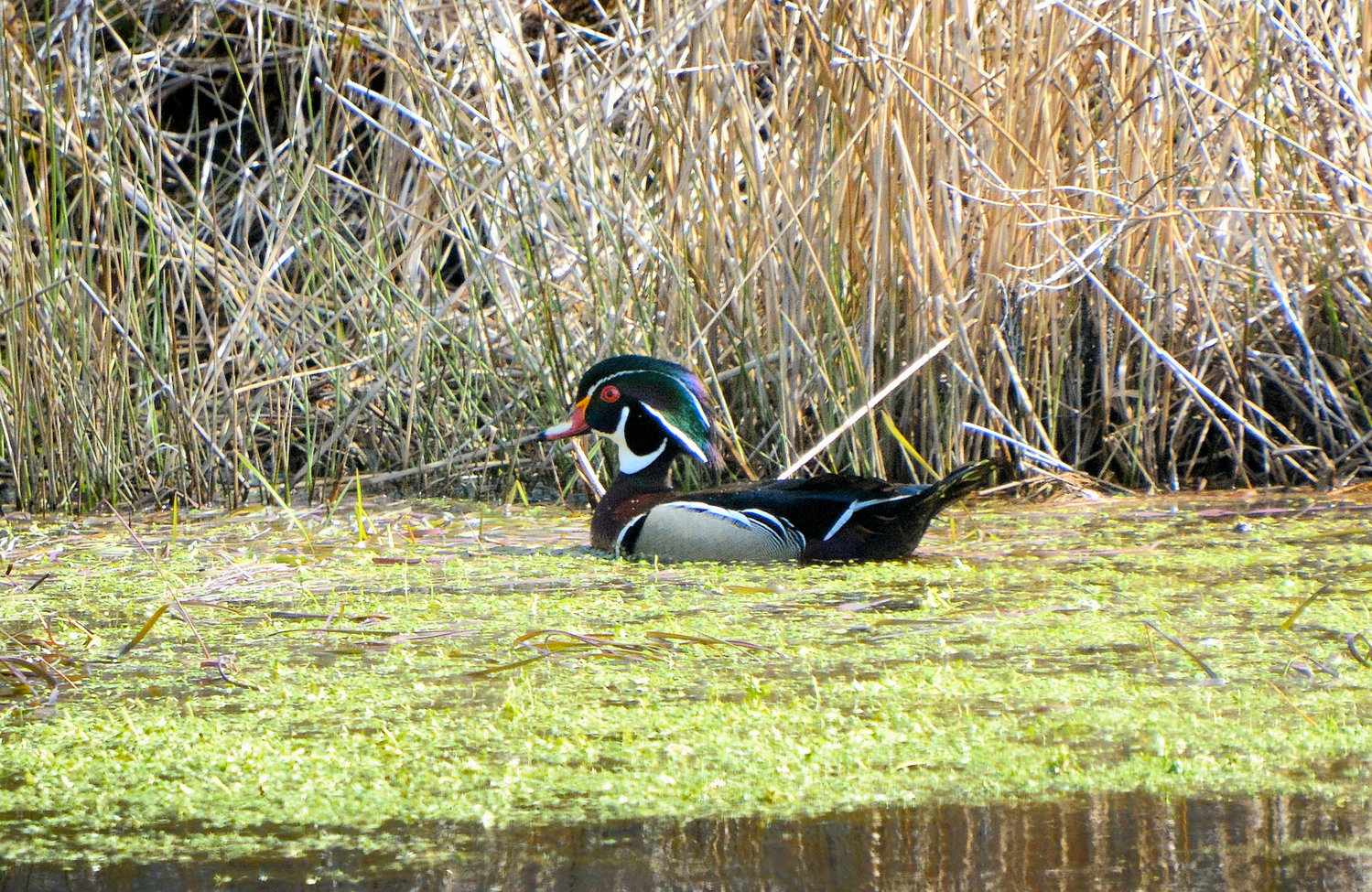 A male Wood Duck like this one attracted a female which checked out a nest box in Miacomet Sunday. Wood Ducks are traditionally a sign of spring.