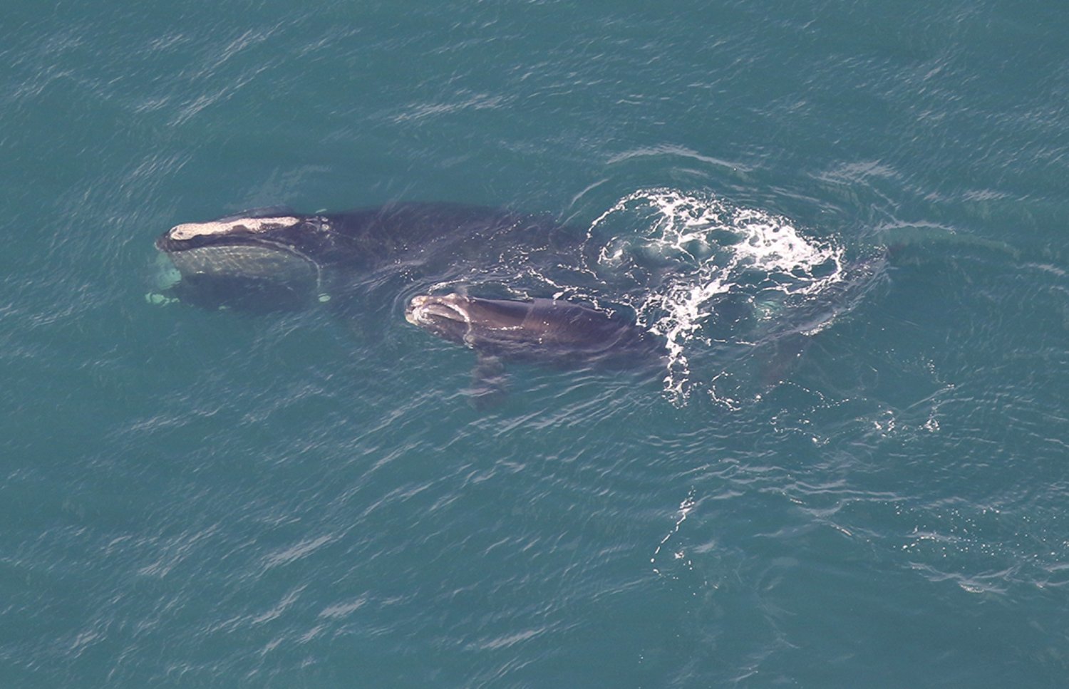 The North Atlantic right whale Porcia and her 2023 calf.