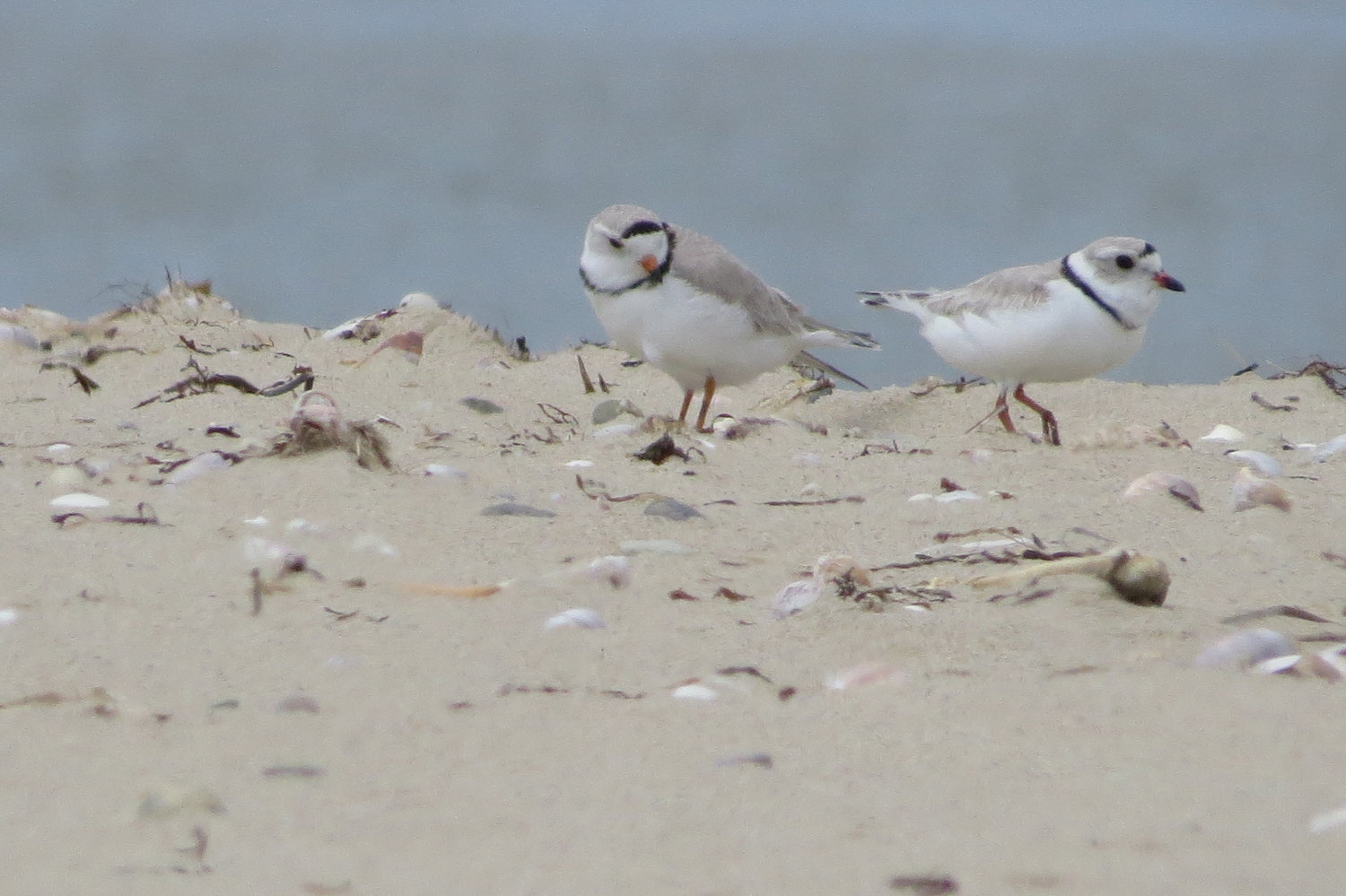 Piping plovers on the beach.