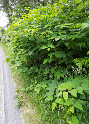 Japanese knotweed is highly invasive.