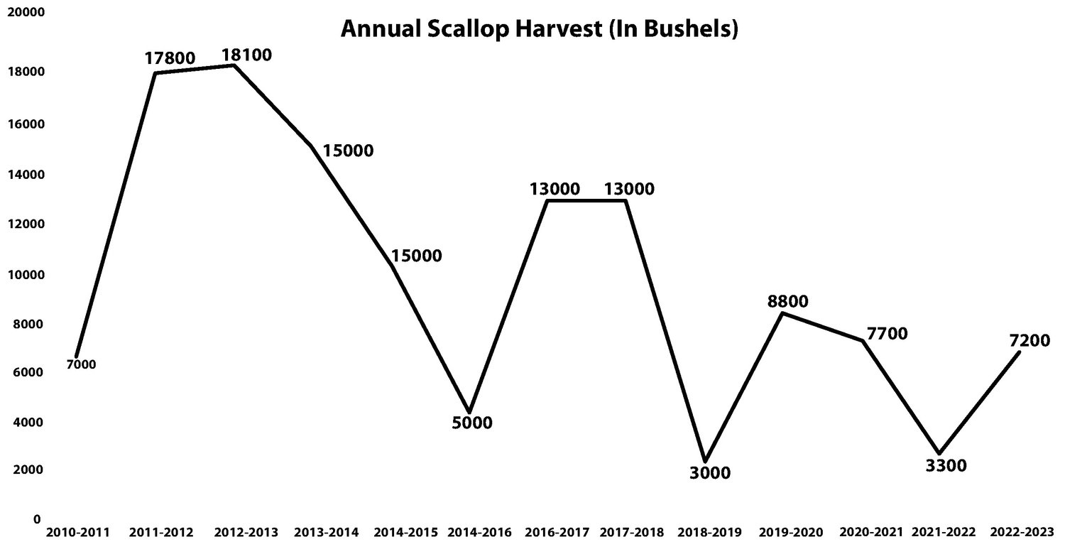 Nantucket's scallop harvest has been a roller-coaster of ups and downs over the last decade.