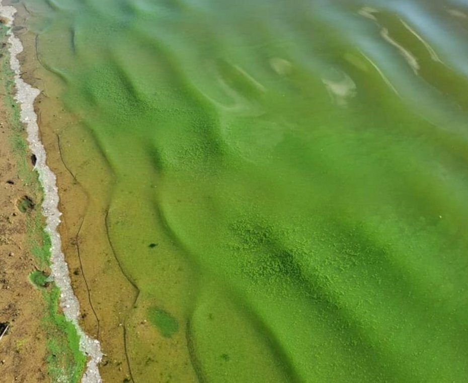 A harmful algae bloom in Gibbs Pond in 2021.