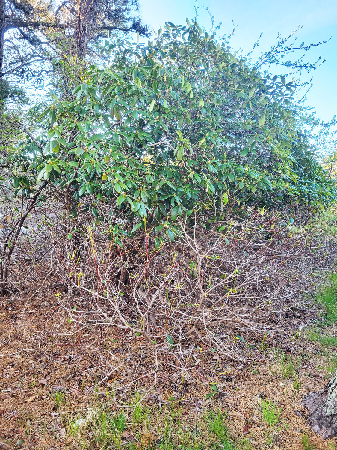 The deer-ravaged lower half of a rhododendron bush.