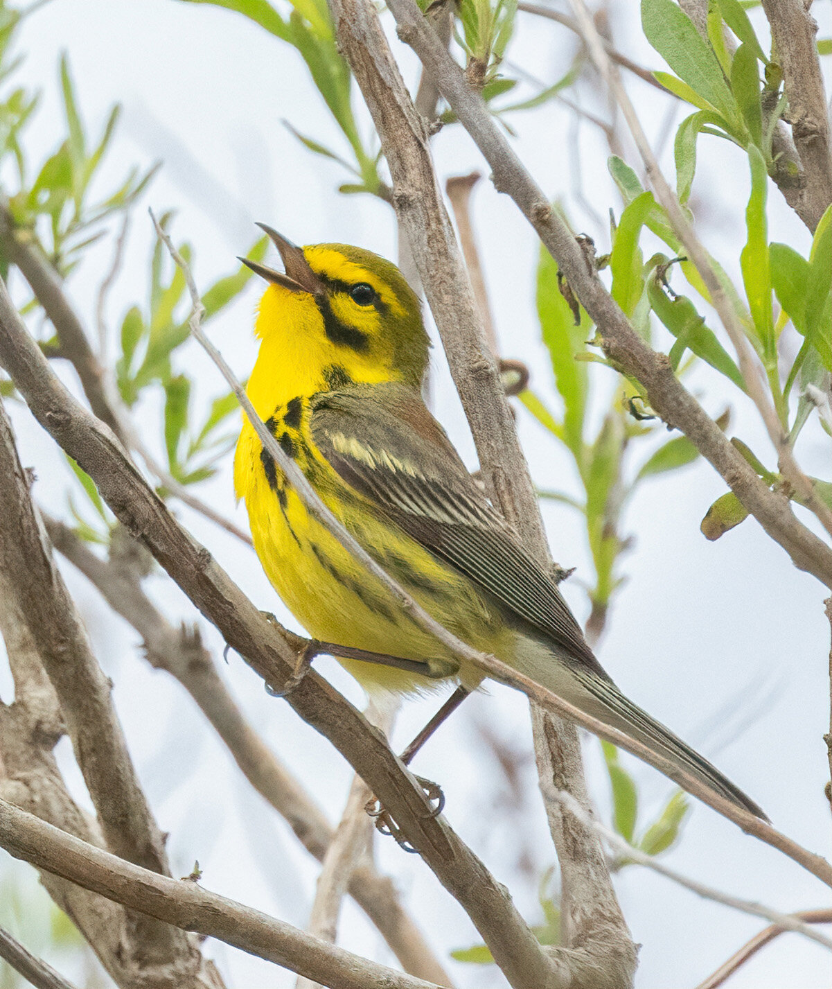 A singing Prairie Warbler delighted observers this week. Neotropical migrants, they nest on Nantucket.