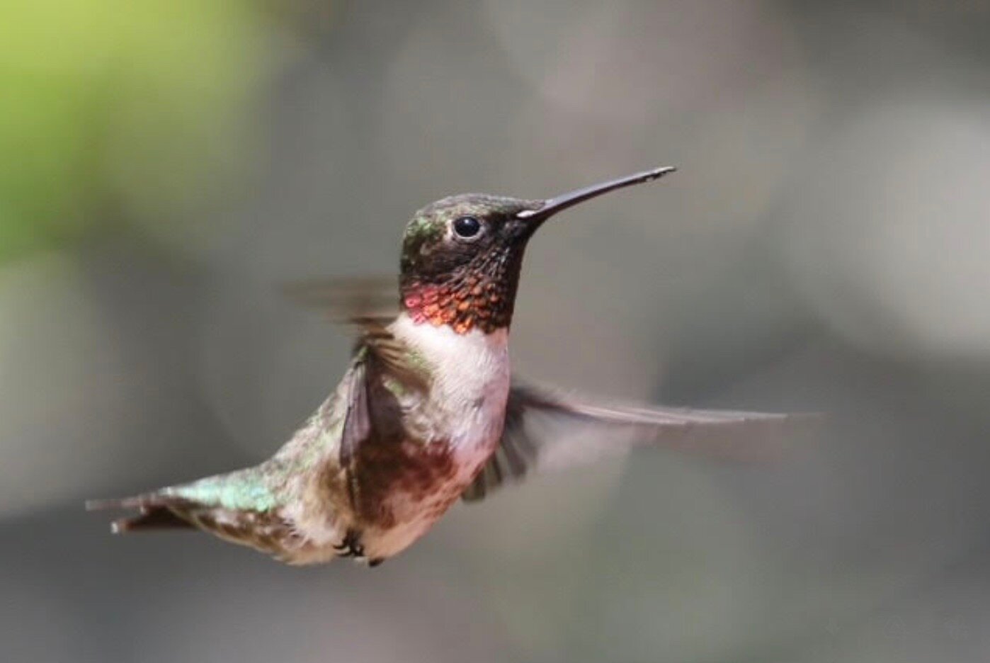 Faster than the speeding... arthropod? Ruby-throated Hummingbirds are back on the island.