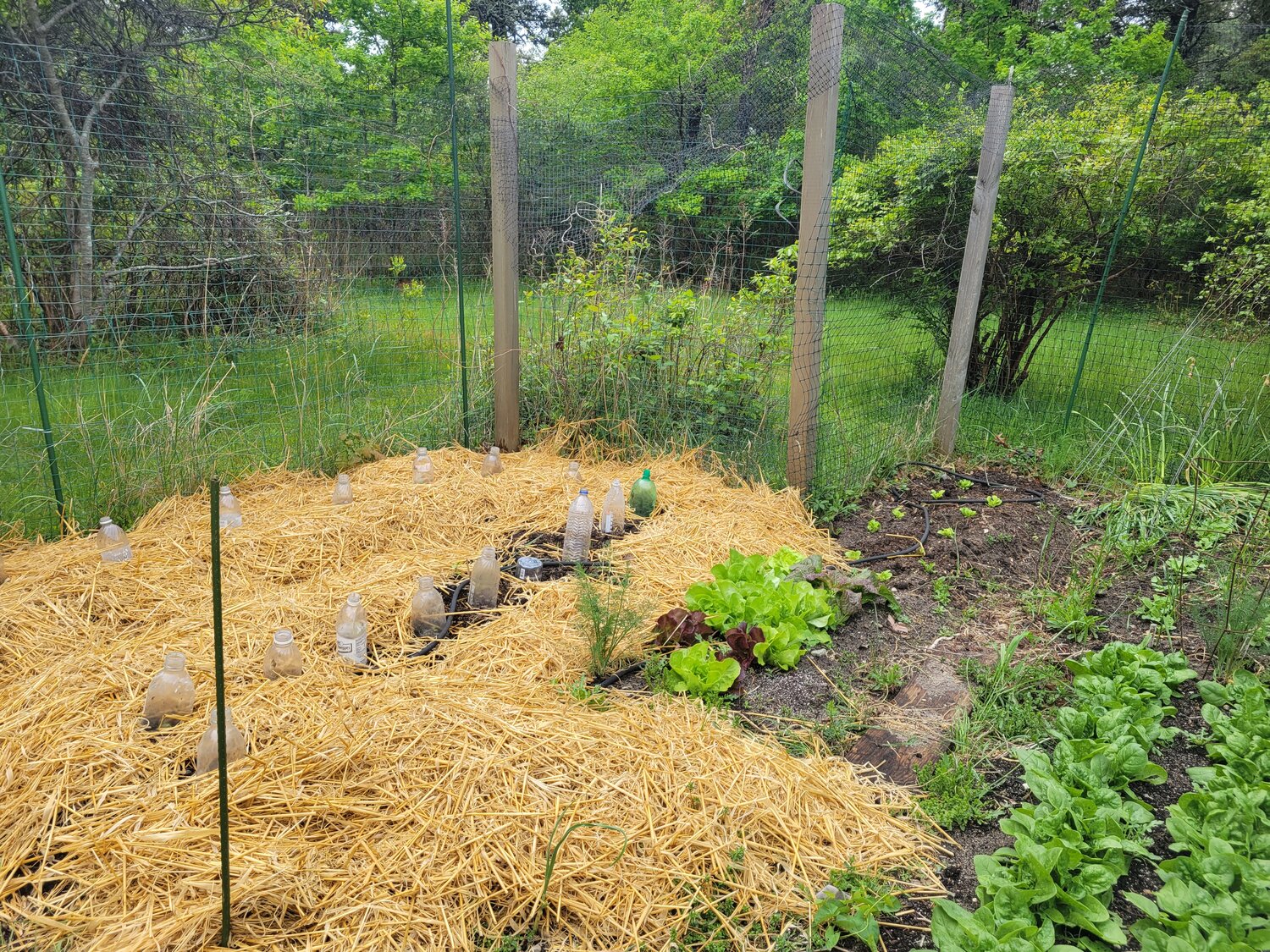 Lettuce, straw mulch and spinach under soda-bottle covers.