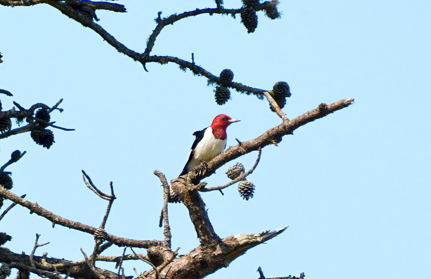 This adult Red-headed Woodpecker was a rare spring sighting in the Madaket moors last week.