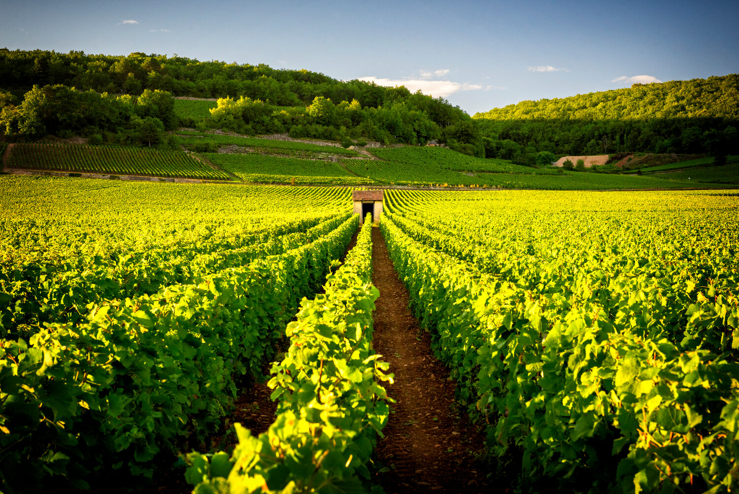 The villages of Burgundy are located in either the Côte de Nuits or the Côte de Beaune, and are home to some of the most famous vineyards in the world.