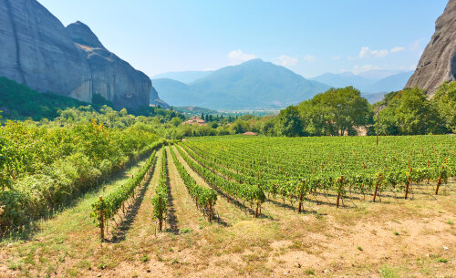A vineyard in Kalambaka, Greece, at the foot of the Meteora Hills.