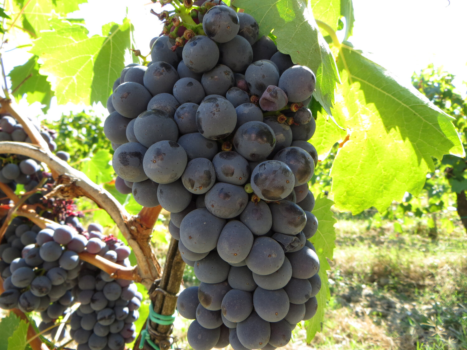 A bunch of Sangiovese grapes, the primary grape in Chianti wines.