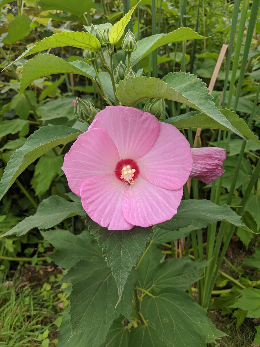 Rose mallow, a native hibiscus, are currently in bloom throughout Lily Pond Park.
