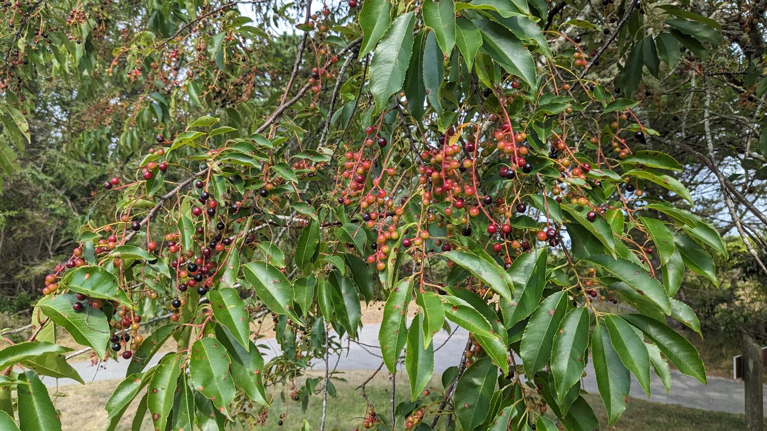 Black cherry trees are heavy with fruit and just starting to ripen in the hot August sun, turning a dark reddish-black.