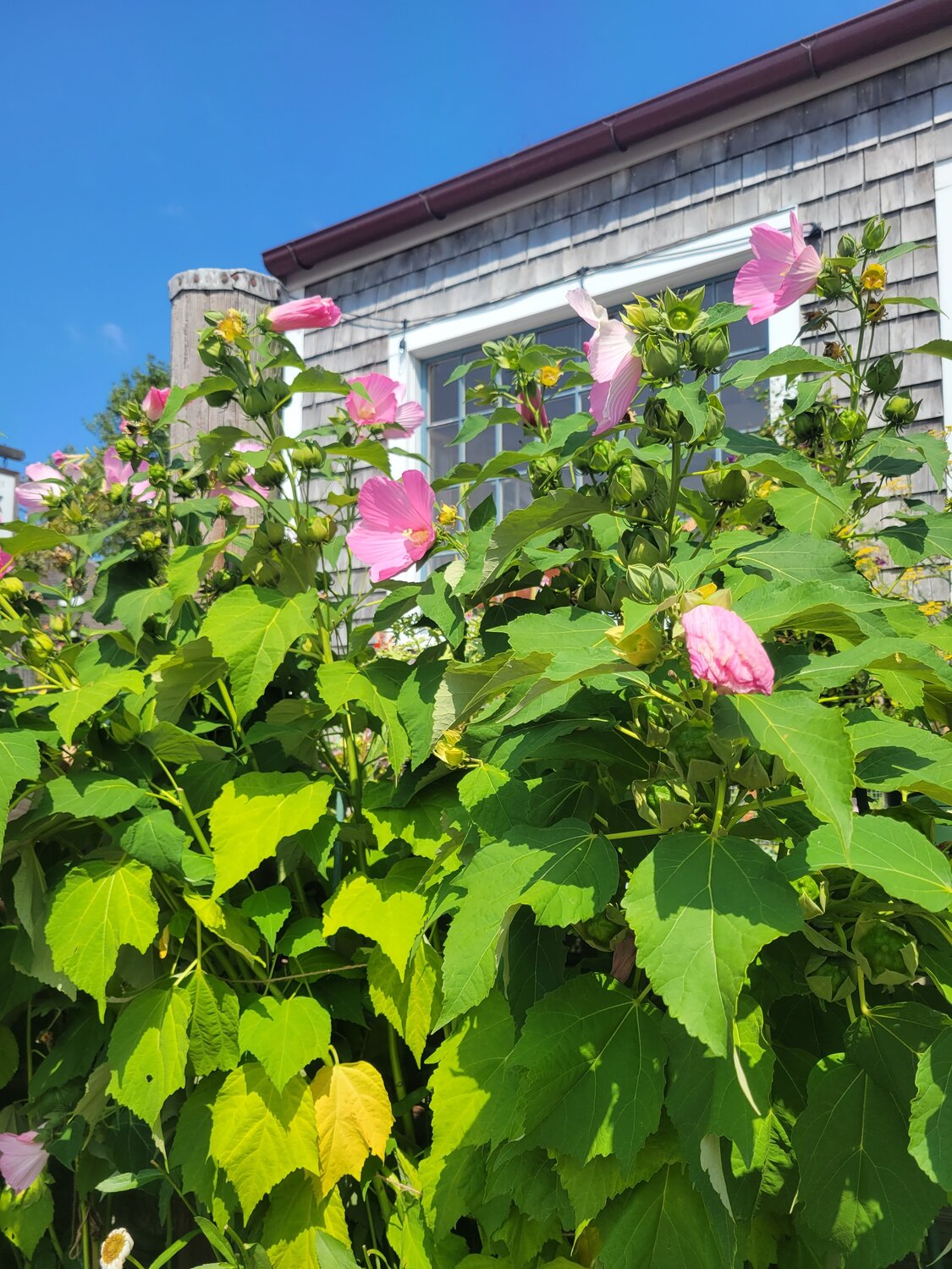 Native rose mallow on Straight Wharf. The bright pink flowers are all over the island.