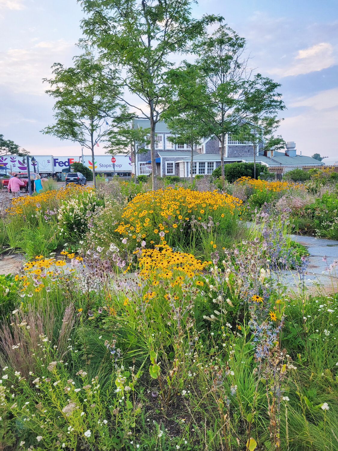 Native black-eyed Susans and sea lavender mixed with other plants in the Land Bank’s Easy Street park overlooking Nantucket Harbor.
