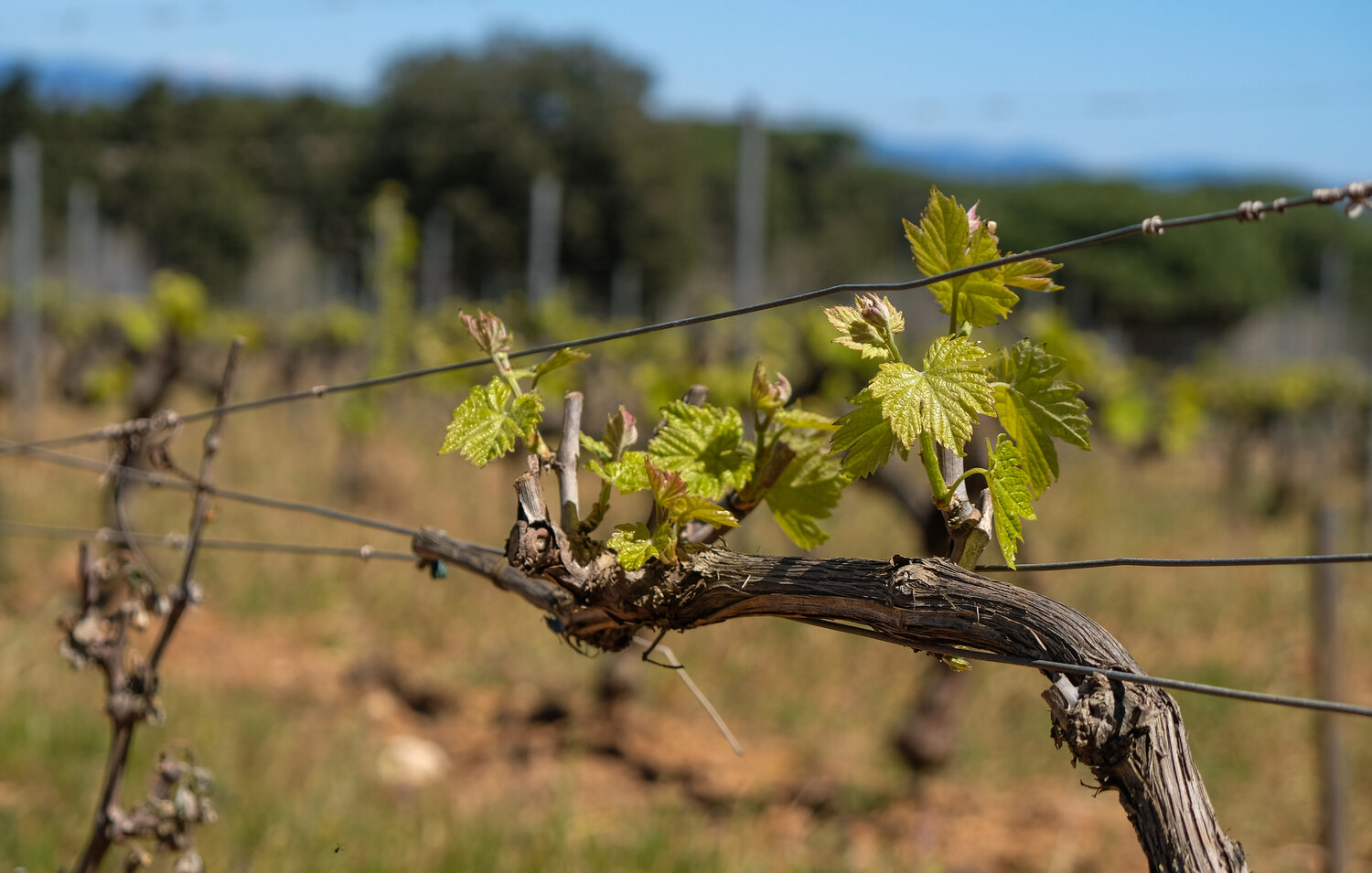 Spring buds will turn into prime Champagne grapes by the time of the harvest.