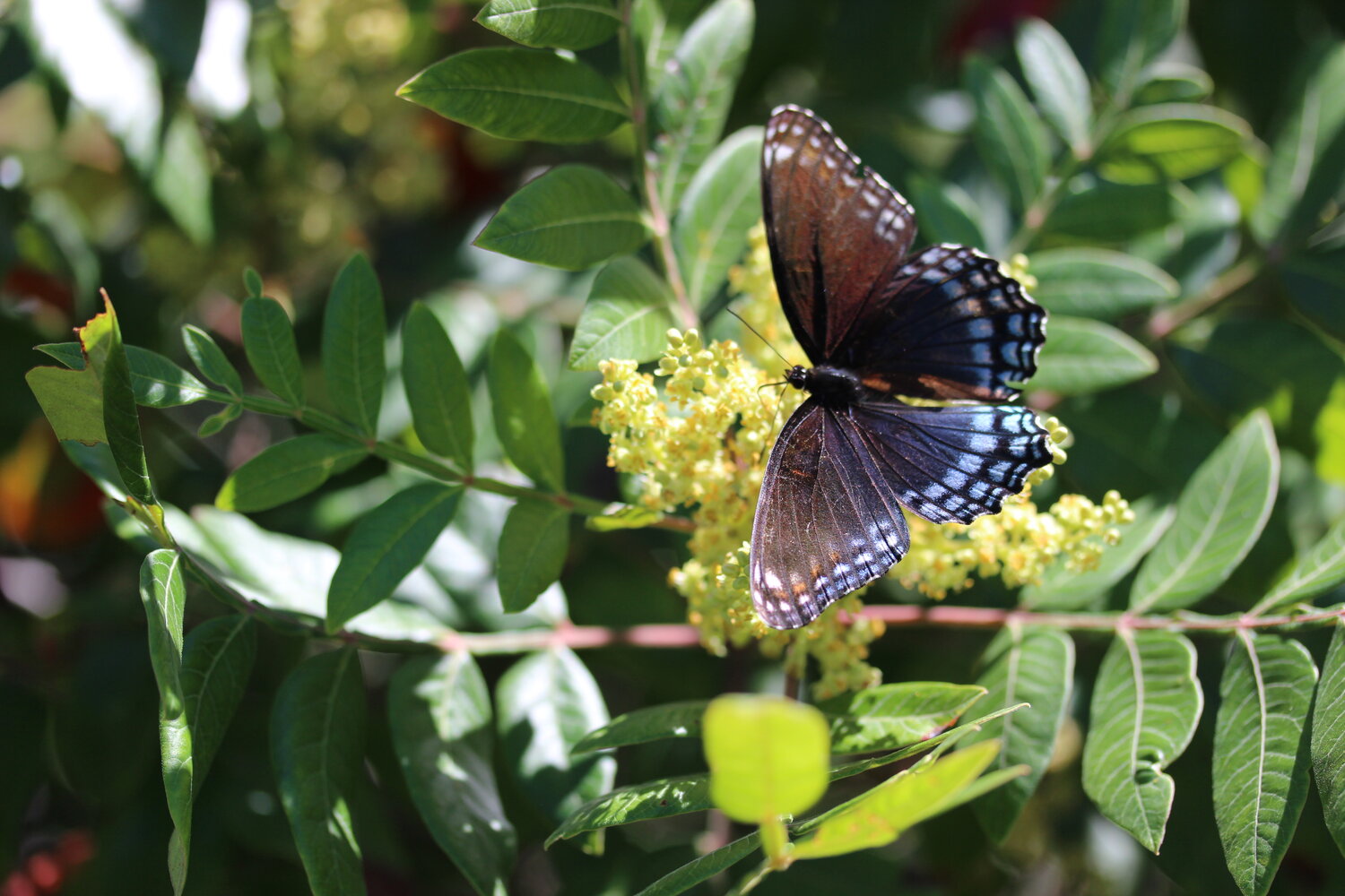 A red-spotted purple butterfly checks out some sumac near Folger’s Hill.