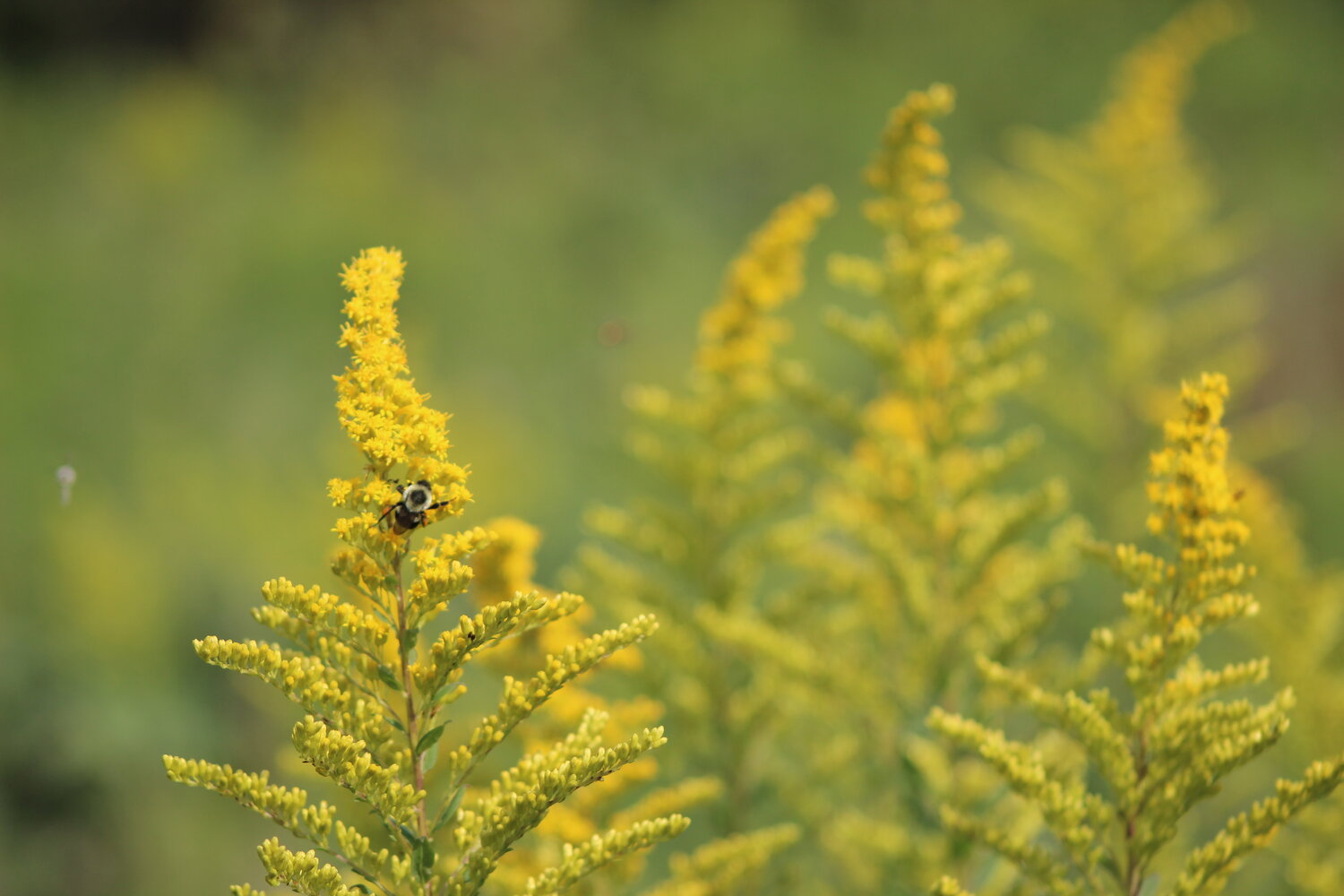 Several species of goldenrod are bursting with color this time of year at Leedsmoor, Norwood Farm and Beechwood Farm in the middle moors.