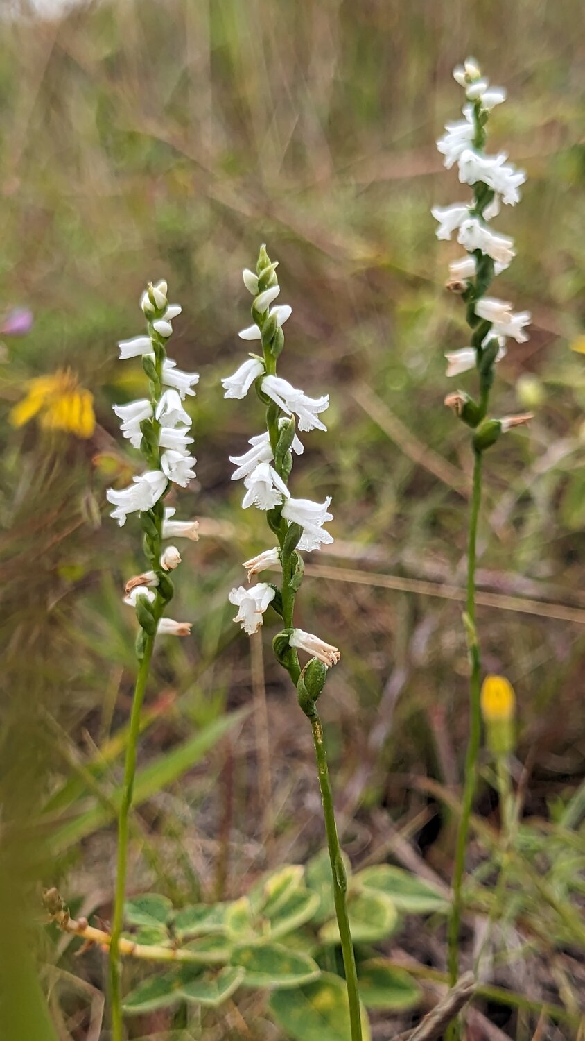 Lady’s tresses, a small white species of orchid, grow inches from the ground.
